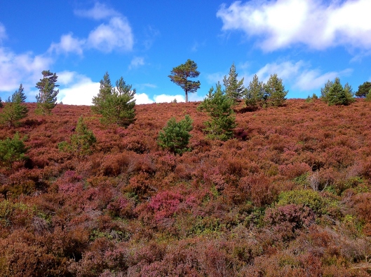 Tree in the heather
